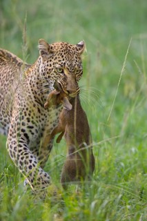 Leopard (Panthera pardus) with captured Kirk's Dik-dik (Madoqua kirkii)