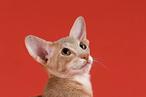 Oriental Shorthair cat