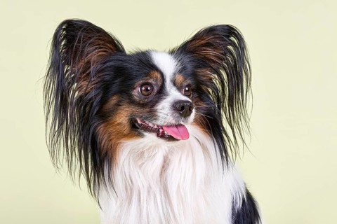 Papillon dog