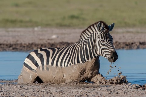 Burchell's Zebra (Equus quagga burchelli) crossing a water hole