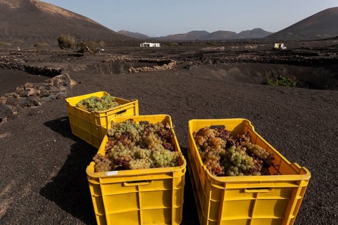 Typical vineyards in dry cultivation in volcanic ash