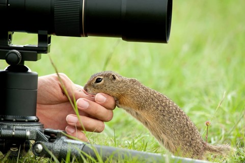 European Ground Squirrel or European Souslik (Spermophilus citellus) at the hand of a photographer