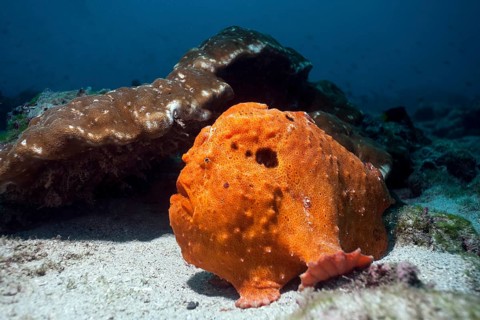 Commerson's frogfish (Antennarius commerson)