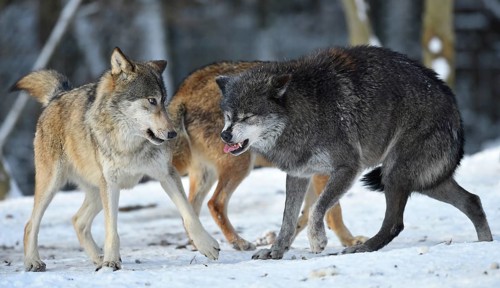 Young and female alpha wolf