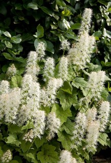 Heartleaf Foamflower (Tiarella cordifolia)