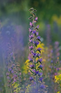 Viper's Bugloss or Blueweed (Echium vulgare)