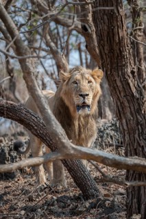 Asiatic lion (Panthera leo persica)