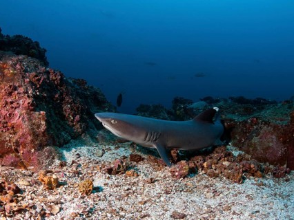 Whitetip reef shark (Triaenodon obesus)