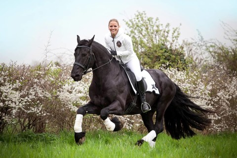 Friesian or Frisian horse