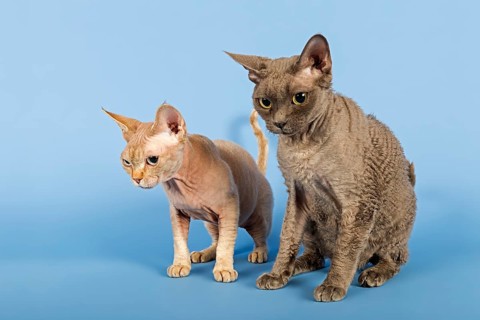 Two Devon Rex cat