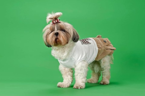 Shih-Tzu dog