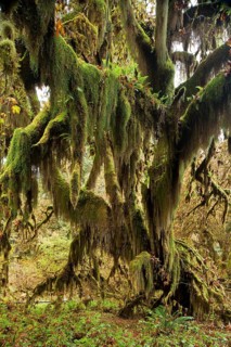 Hoh Rainforest