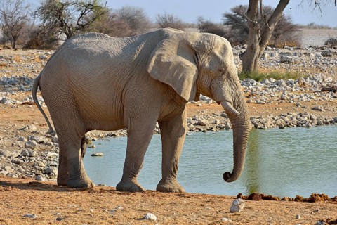 African Elephant (Loxodonta africana)