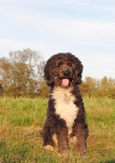 Aussiedoodle