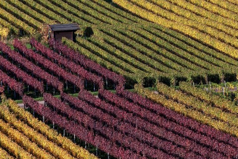 Vineyard in autumn colours