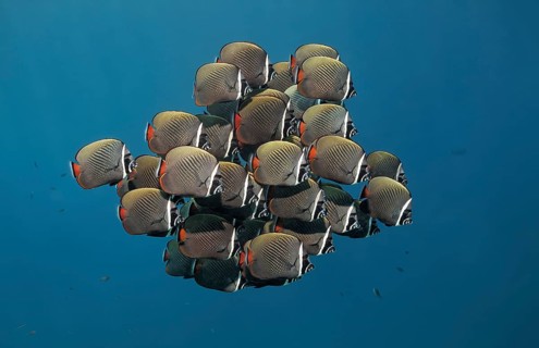 Swarm of Redtail butterflyfish (Chaetodon collare)