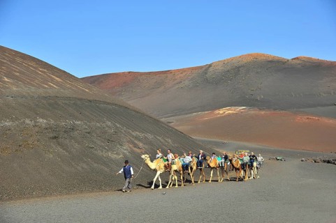 Dromedary ride