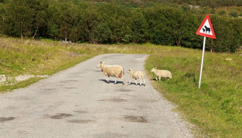 Sheep with two lambs crossing the road