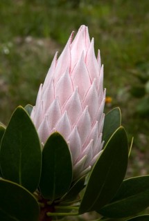 Bud of the King Protea (Protea cynaroides)