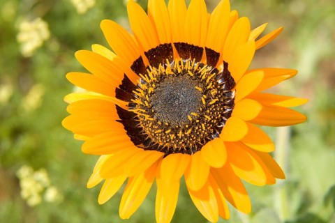 Cape Daisy (Arctotis fastuosa)