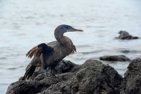Flightless cormorant or Galapagos cormorant (Phalacrocorax harrisi)