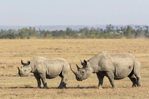 Black Rhinoceros (Diceros bicornis)
