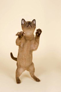 Tonkinese cat