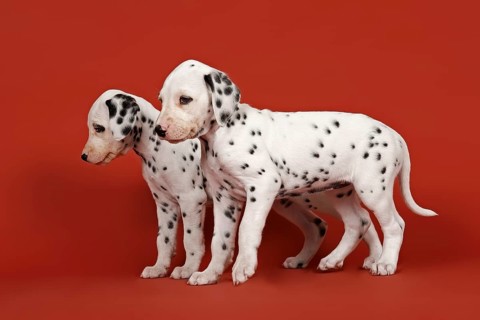 Two Dalmatian puppies