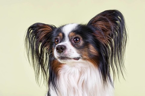 Papillon dog