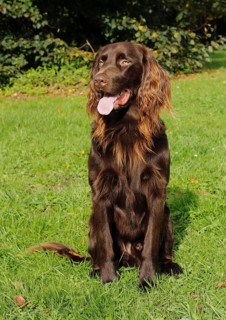 German Longhaired Pointer