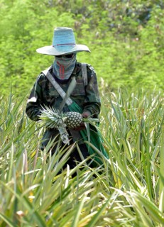 Man cutting a pineapple on a plantation