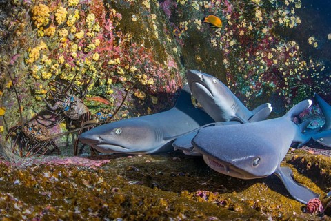 Whitetip Reef Sharks (Triaenodon obesus) at their resting place