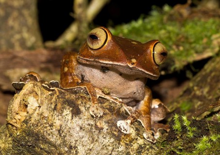 Madagascar Bright-eyed Frog (Boophis madagascariensis) in the rainforest of Andasibe