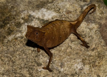 Brown Leaf Chameleon (Brookesia superciliaris) in the rainforest of Marojejy