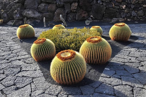 Giant Barrel Cactuses (Echinocactus platyacanthus) in the Jardin de Cactus