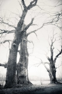 Old English oaks (Quercus robur)