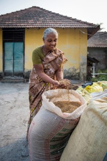Woman holding Pokkali rice in her hands
