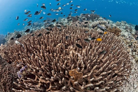 Damselfish (Chromis chromis) in the coral reef off Menjangan