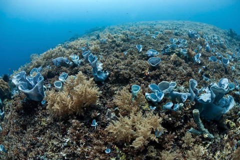 Tropical coral reef with blue sponges (Callyspongia) (Porifera)
