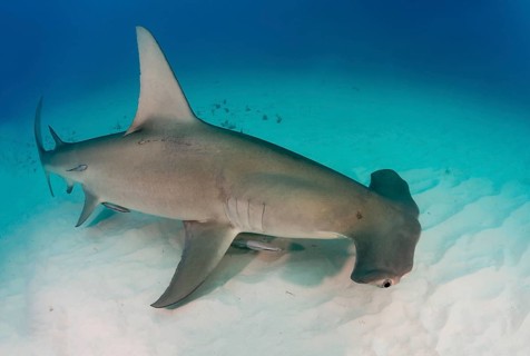 Great hammerhead shark (Sphyrna mokarran) Bimini