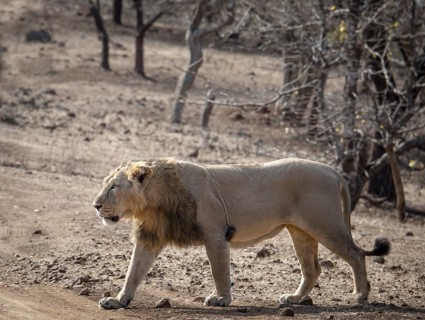 Asiatic lion (Panthera leo persica)