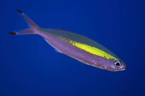 Wide-band Fusilier (Pterocaesio lativittata)