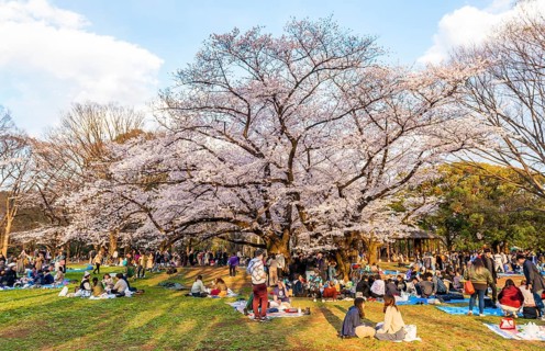 Japanese picnic under cherry blossoms in Yoyogi Park at Hanami Fest