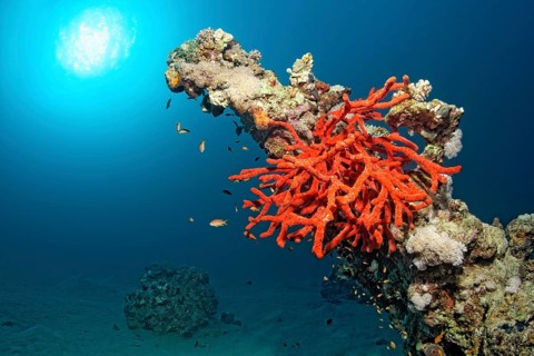 Toxic finger-sponge (Negombata magnifica