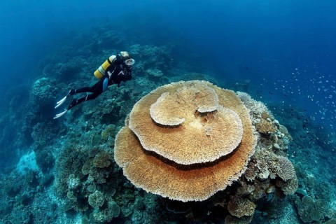 Scuba diver looking at a Brush Coral (Acropora hyacinthus)