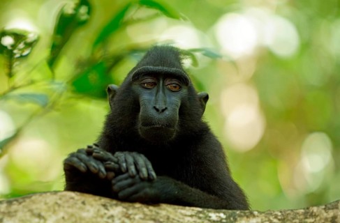 Celebes Crested Macaque (Macaca nigra)