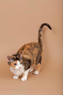 Devon Rex