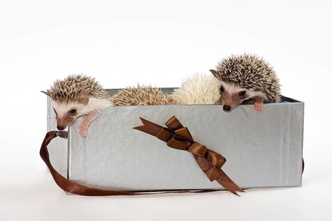 African white-bellied hedgehog in a box