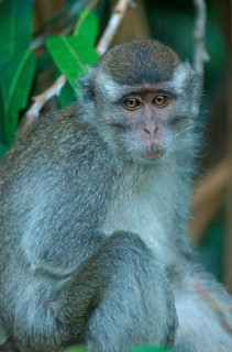 Crab-eating Macaque (Macaca fascicularis)