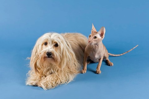 Havanese dog and Peterbald cat